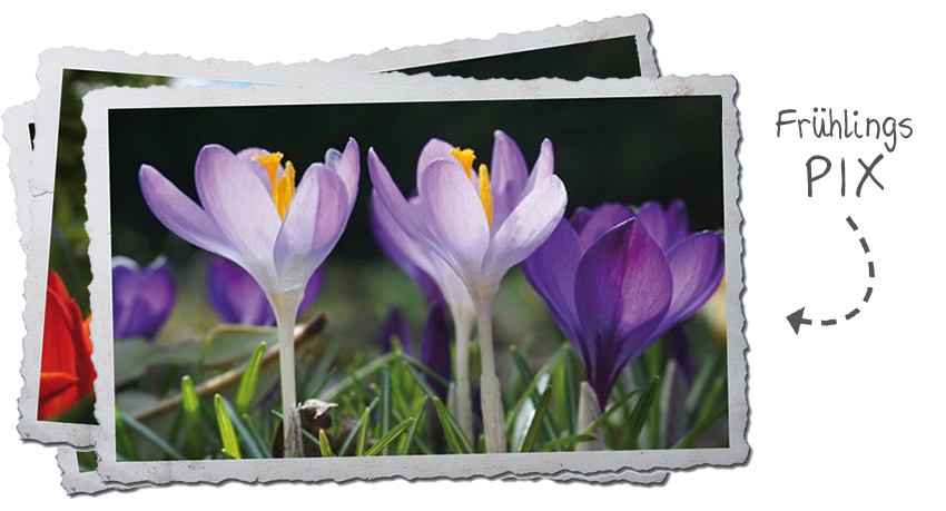 rahmen_spring